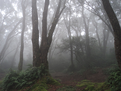 woods filled with fog thumbnail