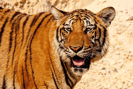 closeup photo of brown and black tiger thumbnail