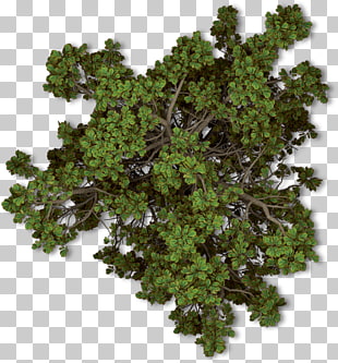 Tree Plant Autumn Shrub, tree top view, green leaves PNG clipart