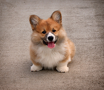 tan and white Pembroke welsh corgi puppy thumbnail