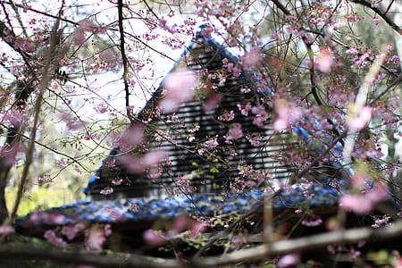 Pink Sakura Flowers Beside House thumbnail
