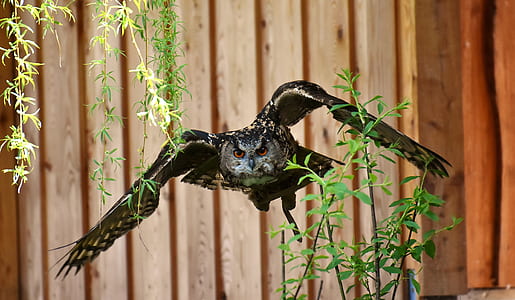 photo of flying own near plants thumbnail