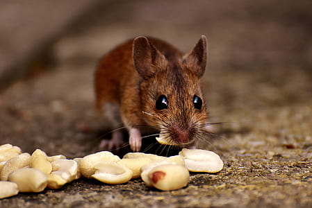 brown mice eating peanut thumbnail