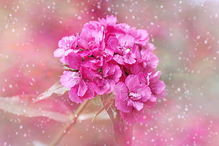pink flowers thumbnail