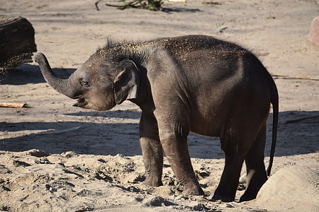 elephant standing on sand thumbnail