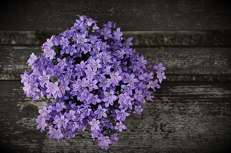 purple clustered flowers thumbnail