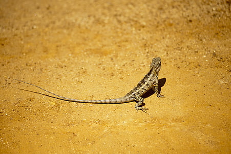 lizard on ground thumbnail