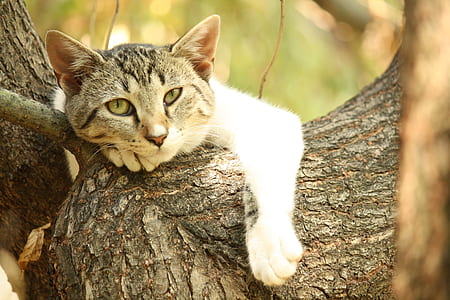 gray tabby cat on tree during daytime thumbnail