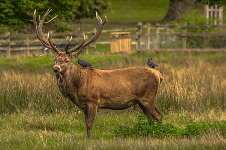 brown moose thumbnail