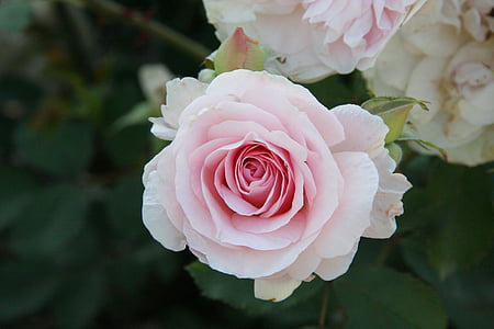 pink rose thumbnail