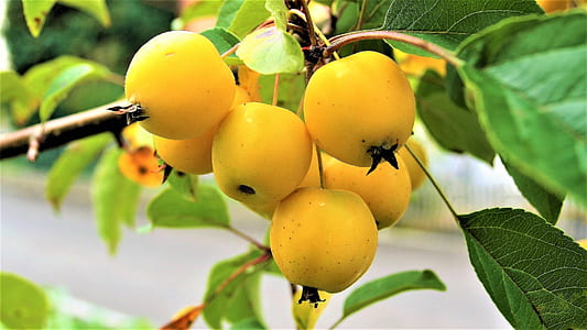 round yellow fruit lot thumbnail