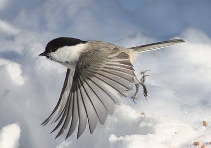 white and black bird thumbnail