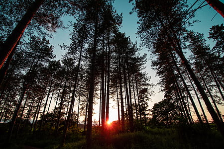 silhouette of trees under golden hour thumbnail