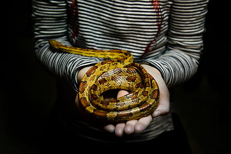 photography of brown and yellow bermes python on person's palm thumbnail