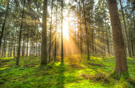 landscape photography of trees facing sun rays thumbnail