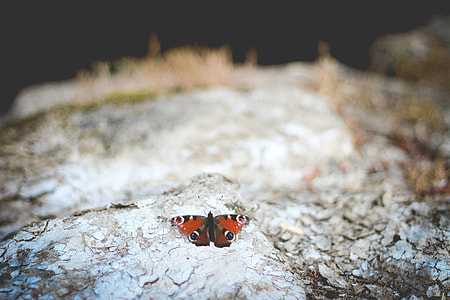 closeup photo of peacock butterfly perched on gray rock thumbnail