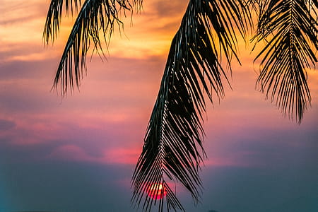 Sun Covered With Coconut Tree during Sunrise thumbnail