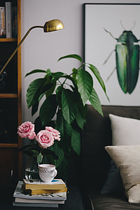 Lovely roseses, book and coffee thumbnail