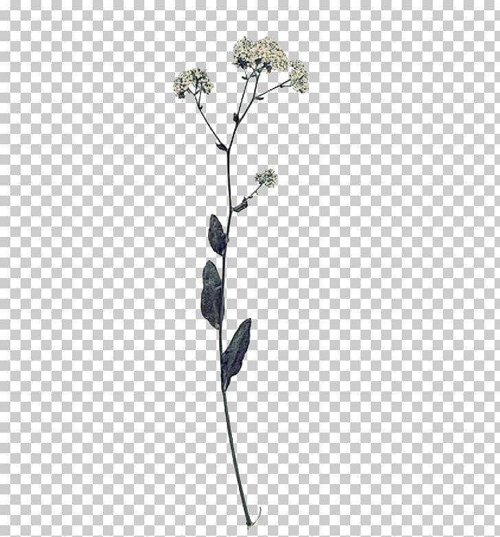 44+ Transparent Background Aesthetic Dried Flowers Png PNG