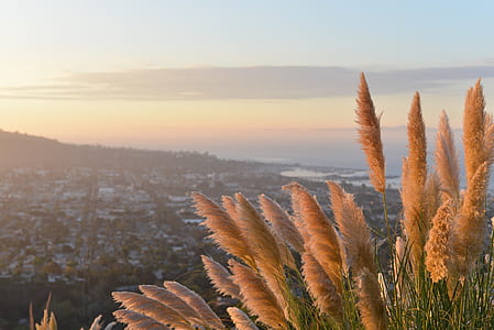 city, nature, grass, view thumbnail
