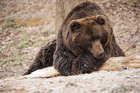selective brown grizzly bear thumbnail