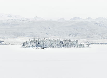 forest coated with snow near mountain thumbnail
