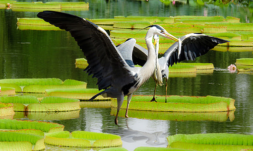 two black and white long neck and legs birds on river during daytime thumbnail