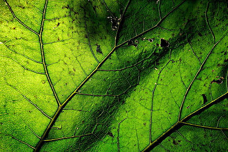 green leaf thumbnail
