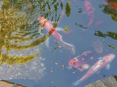 coil fishes in body of water thumbnail