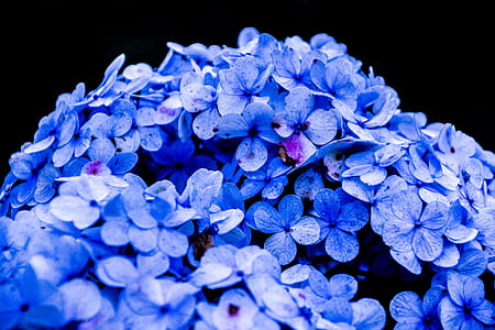 nature, flowers, blue, petals thumbnail