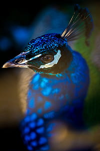 blue and green peacock macro shot thumbnail