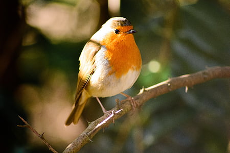 selective focus photography of European robin thumbnail