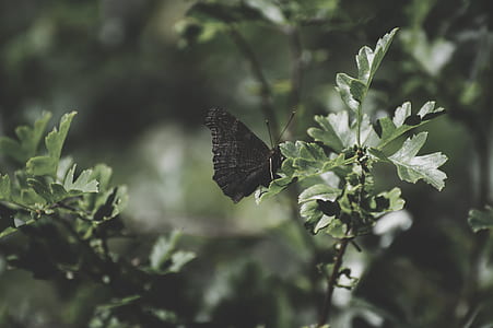 black butterfly perching on green leaf at daytime thumbnail