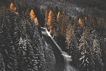 road between tall tress during winter thumbnail