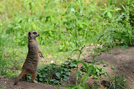 meerkat standing near grass thumbnail
