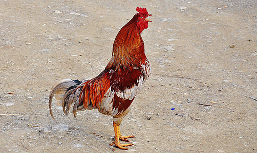 red and white shaco chicken thumbnail