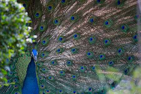 close up photo of peacock thumbnail