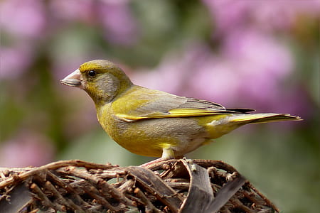 focus photography of Atlantic canary thumbnail