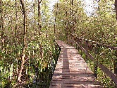 brown wooden bridge surrounded by green trees thumbnail