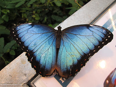 morpho butterfly perching on white wooden frame thumbnail