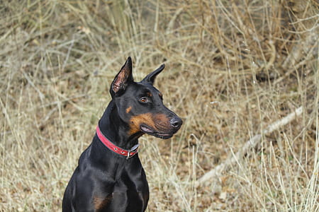 closeup photo of black and tan Doberman Pincher thumbnail