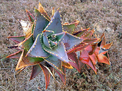 red and blue plant thumbnail