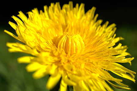 close up photo of yellow dandelion flower thumbnail