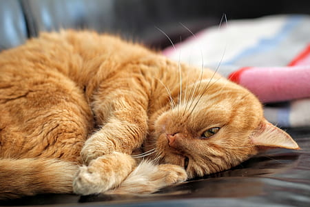 orange tabby cat thumbnail