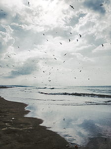 flock of birds in flight over the seashore thumbnail
