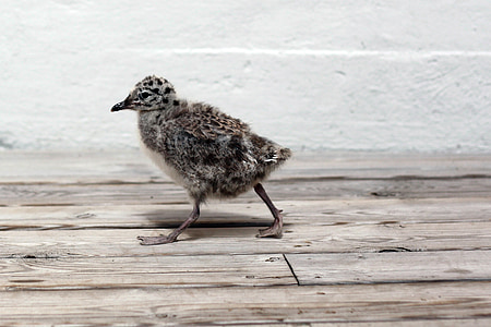 photo of brown and gray chicken chick thumbnail