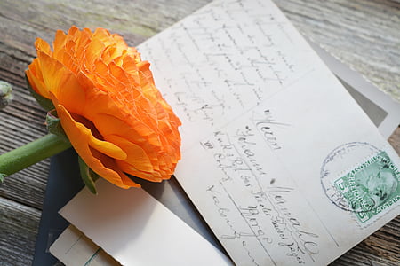 orange petaled flower on white mail card thumbnail