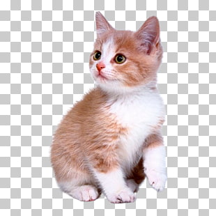 Cute Kitten Orange And White Tabby Kitten Png Clipart Free