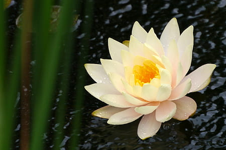 Water lily flower flowing in a koi pond at Deep Cut Gardens in Middletown, NJ. thumbnail
