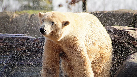 brown bear standing near wall thumbnail